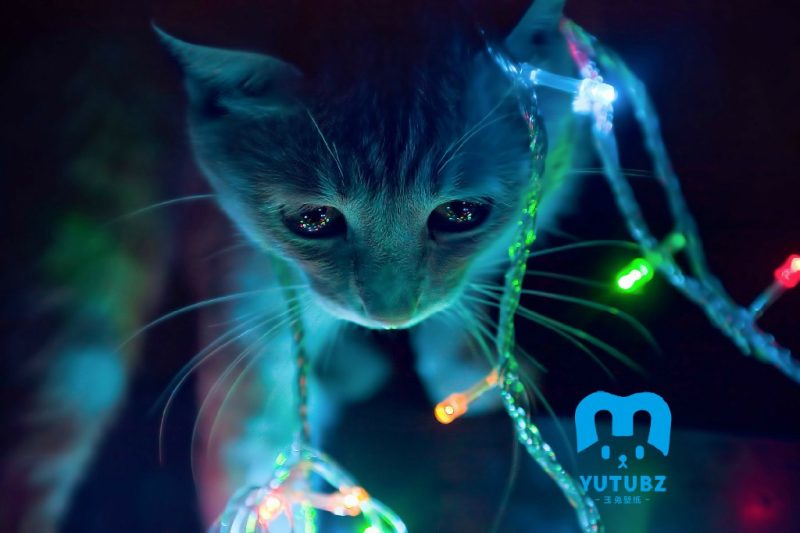缠着灯串的可爱猫咪高清壁纸-玉兔4K壁纸！