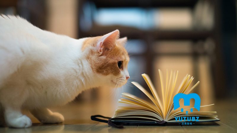 可爱萌宠猫咪-玉兔4K壁纸！