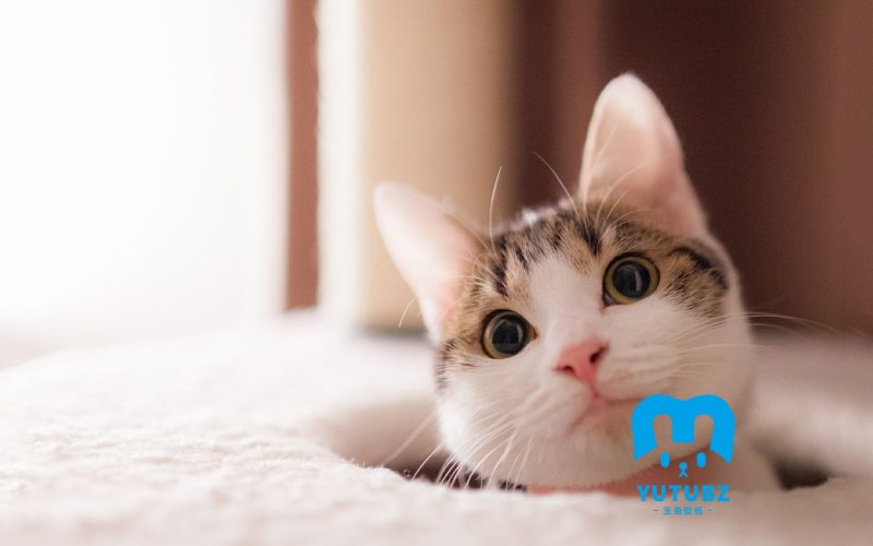 萌力无限喵星人-玉兔4K壁纸！